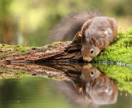 spiegelbeeld