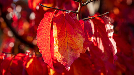 Mooi rood is niet lelijk