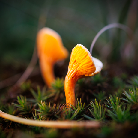 Iemand zijn oortjes verloren?