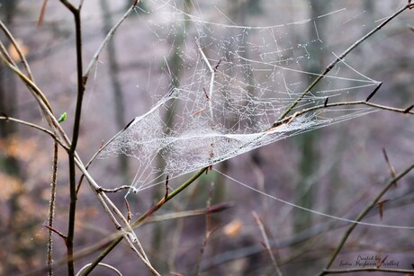 Spinnenweb 
