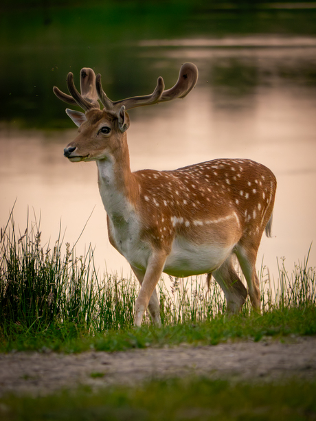 Hert aan het water tijdens zonsondergang 