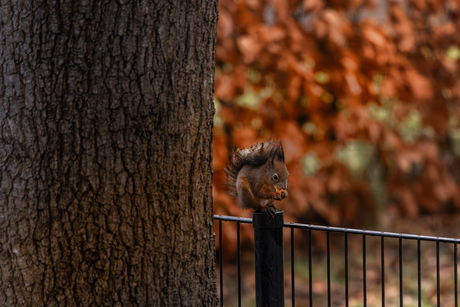 de notenboef is terug, de eekhoorn.