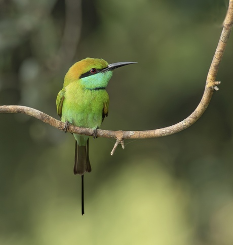 Groene bijeneter 