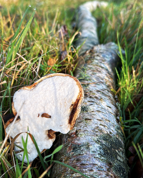 Paddenstoel op een dode boom