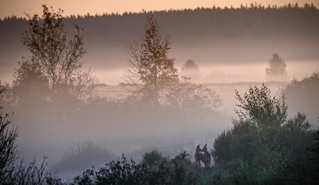 goedemorgen!