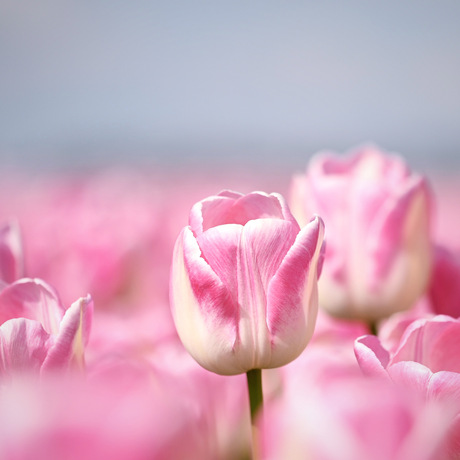 Tulpenveld 
