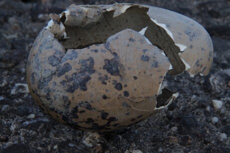 Leeg geroofd vogel ei