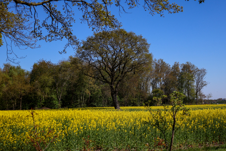 Drentse landschap