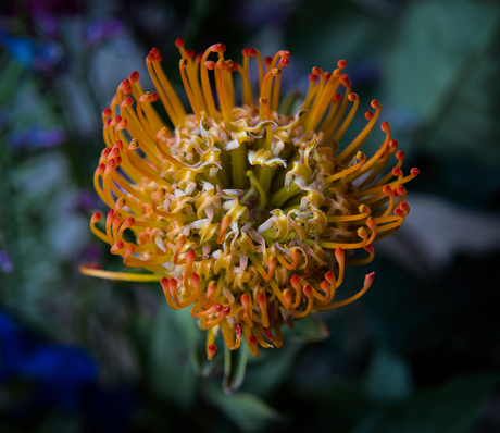 Pincushion Protea
