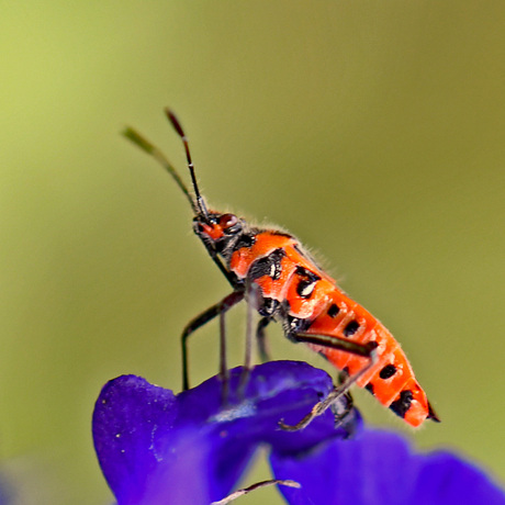 Kaneelglasvleugelwants