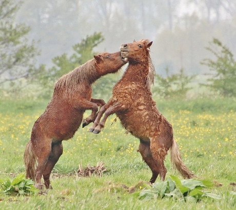 Kletsnatte pony's aan het stoeien