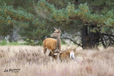 Mooi momentje op de Veluwe