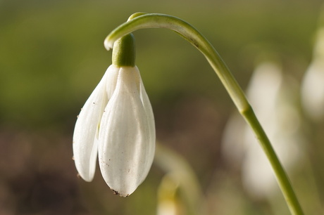 Het witte tapijt