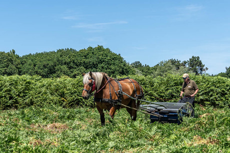 Werk op het Paardenkerkhof