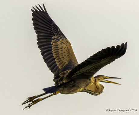 purpereiger (Ardea purpurea)