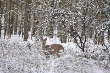 Reebokje in winterwonderland