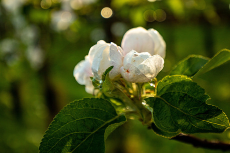Bloesem in de vroege ochtend