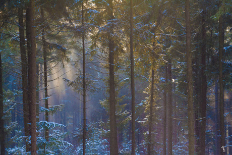 Er was eens .......zon, sneeuw en bos