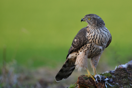 Havik, juveniel.