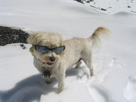 Zonnige dag in de sneeuw