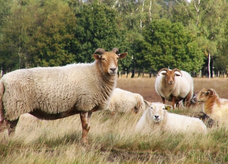 Drents heideschaap