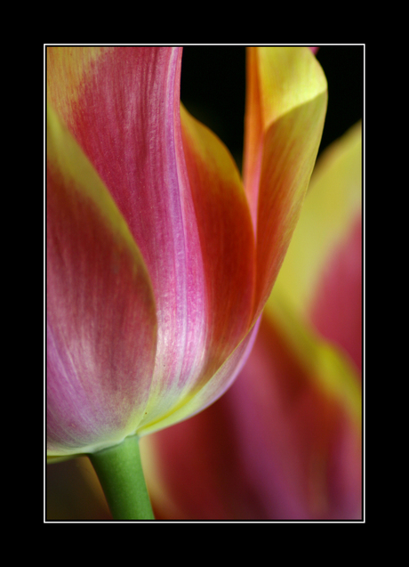 Tulp