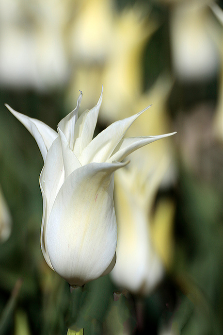 Witte tulp