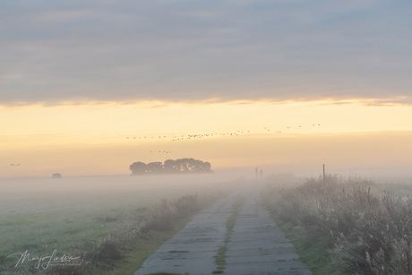 Vlucht Kraanvogels in de mist