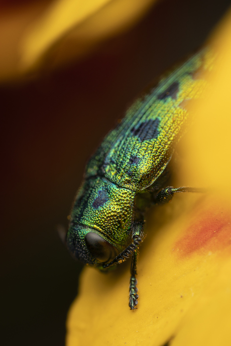 De prachtkever Lamprodila festiva