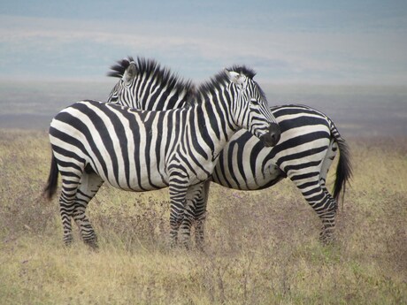 Zebra's @ Ngorongoro