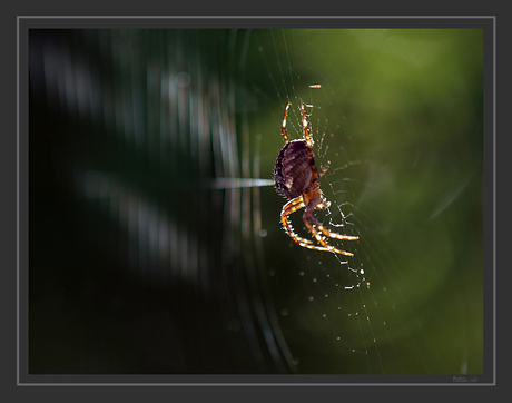 Spinneweb