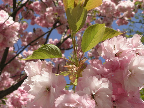 Bloesem in de Keukenhof