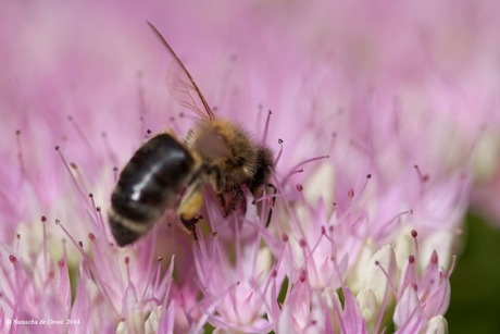 Bij op bloem