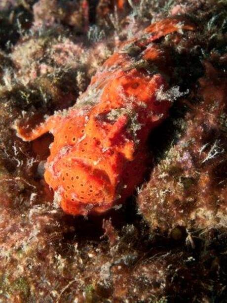 Frogfish gaat op in de omgeving