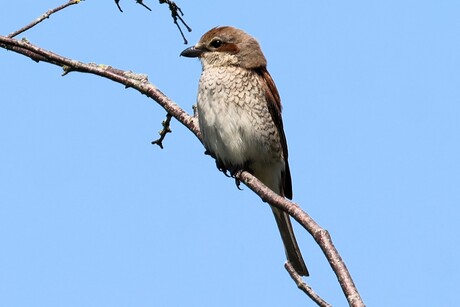 de vrouwelijke variant