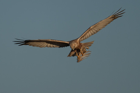 Bruine kiekendief met prooi