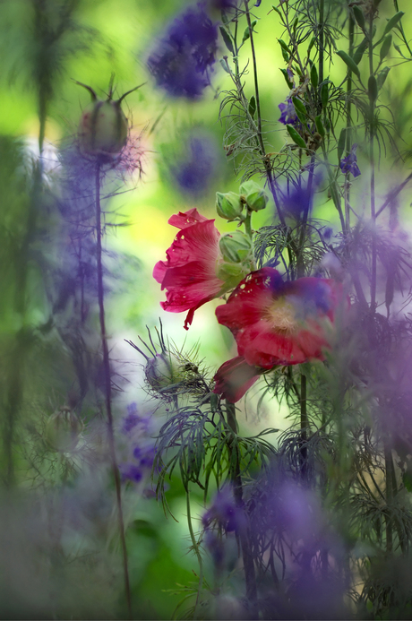 flowerpower