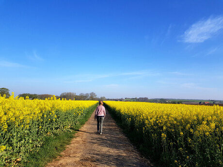 Yellow spring