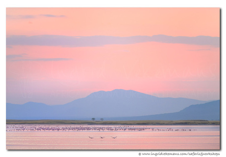Flamingo sunrise