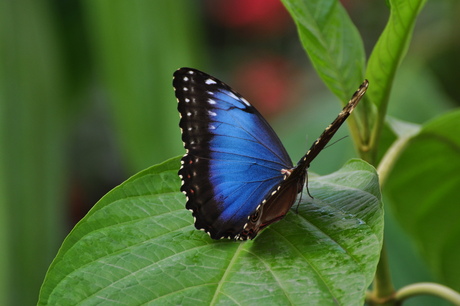 amazonica