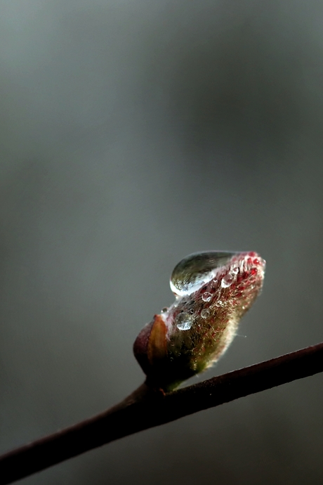Natuur in een druppel.