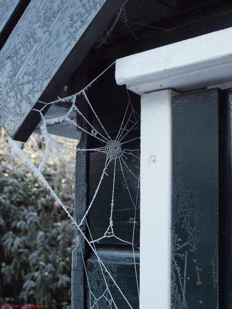 Frosty Spinnenweb