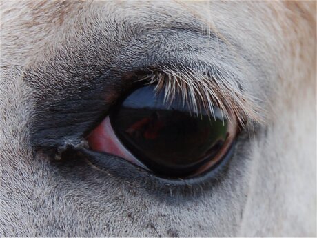Paardenoog met reflectie