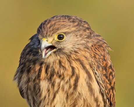 Torenvalk laat van zich horen