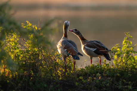 golden geese