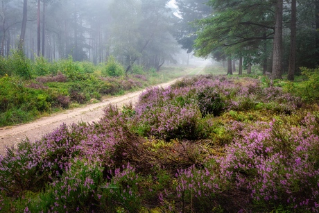 Koninklijke paarse heide