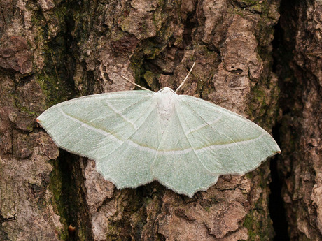 Nachtvlinder Appeltak