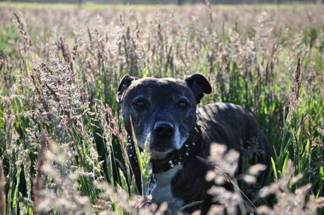 tyra in het gras