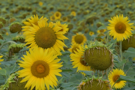 Zonnebloemen veld