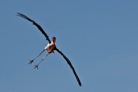 Marabou Stork of Afrikaanse maraboe